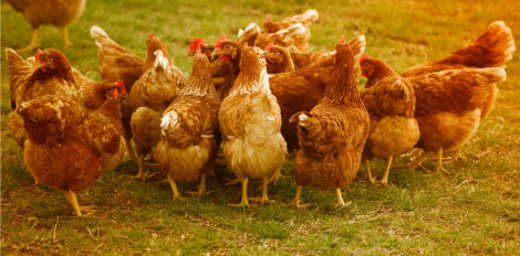 Working Chickens, Part 7: Utilizing Your Flock Image
